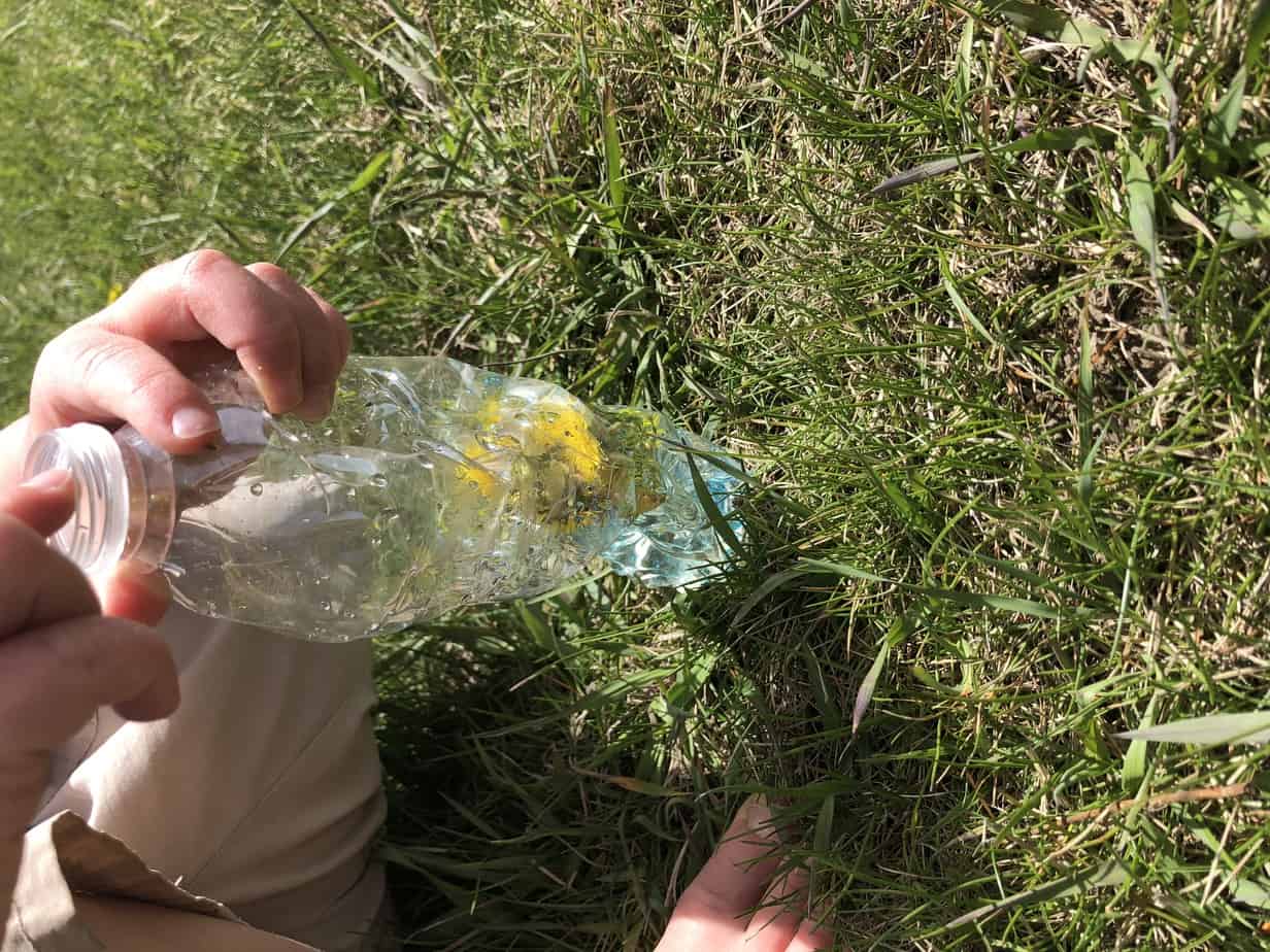 9 Best Dandelion Activities for Preschoolers and a FREE Printable ...