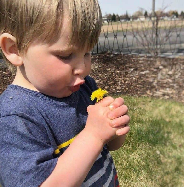 9-best-dandelion-activities-for-preschoolers-and-a-free-printable